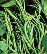 Mountain Half Runner Bean Seed, 1/2 Pound, Heirloom, Non GMO, USA Grown - $25.98