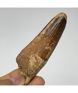 42g, 3.3&quot;X1&quot;x 0.9&quot;, Rare Natural Fossils Spinosaurus Tooth from Morocco,... - £94.42 GBP