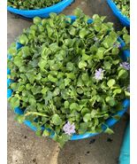  15 Water Hyacinth Pond Plants100% Organic + Free Red Mangrove Plants  - $39.60
