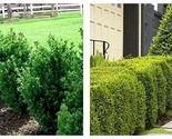 3 Live Plants Green Mountain Boxwood Buxus - $64.93