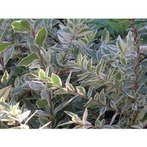 PWO 20 Variegated Dwarf Myrtle Seeds Deer Resistant Drought Resistant 2 - £5.68 GBP