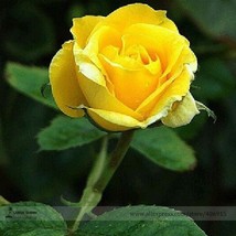 Yunnan Yellow Rose Flower Perennial Shrub Plant Seeds Pack 50 Seeds Light Fragra - $10.67