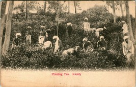 Vtg Postcard 1900s UDB Sri Lanka Ceylon Kandy - Pruning Tea Unposted - £21.41 GBP