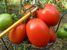 50+ Seeds Sweet Aroma Tomato Tomatoe Vegetable Garden Edible Canning Fro... - £6.92 GBP