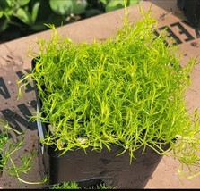 Scotch Moss &quot;Aurea&quot; 4 Inch Pot - $185.15 MXN