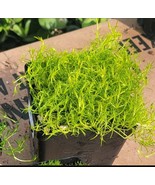 Scotch Moss &quot;Aurea&quot; 4 Inch Pot - €8,46 EUR