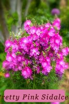 Fresh Harvest Pretty Pink Sidalcea 150 Seeds Miniature Hollyhock Ez To Grow - $106.17 MXN