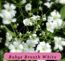 Fast Germination 500 Seeds Babys Breath White Annual Flower - $36.12 MXN
