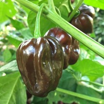 Chocolate Habanero Pepper 10 Seeds Brown Congo - £4.54 GBP