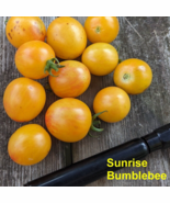 SEED- Yellow Cherry Tomato Choices- Blondkopfchen, Sunrise Bumblebee, Sw... - €3,16 EUR+