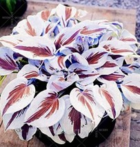 USA SELLER 200Pcs Japanese Hosta Seeds Perennials Color 6 - £13.48 GBP