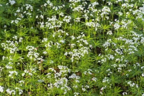 200 of White Galium Ground Cover Flowers Sweet Woodruff Odoratum Pure Seed - £4.41 GBP