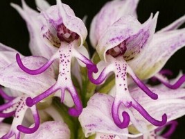 VP Naked Man Orchid Seeds Purple White Flower Bush Perennial 50 Seeds / Ts - £5.11 GBP