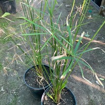 Umbrella Palm Cyperus Alternifolius Live Plant US Fast Shipping - $1,527.43 MXN