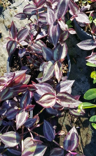 Wandering Jew 5 Cuttings Tradescantia Zebrina House Plant 5 Inches Or Mo... - $10.98