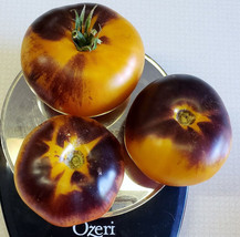 HSeeds 50 Seeds Lucid Gem Tomato Heirloom Tomatoes Juicy Vegetable Garden - $5.21