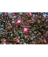SEED- Redleaf Rose- Rosa Rubrifolia- Pink Blooms Red Foliage - Hardy Shr... - €3,38 EUR+