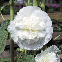 25 Hollyhock White Chaters Double, Alcea Rosea / Perennial Flower Seeds Garden U - £7.89 GBP