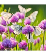 Chives Herb Seeds Allium Schoenoprasum 200 Seeds New Fresh Garden - $12.98