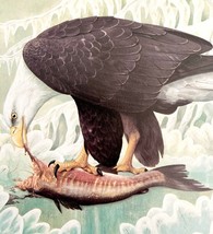 Bald Eagle Art Print Color Plate Birds Of Prey Vintage Nature 1979 DWT11A - €29,89 EUR