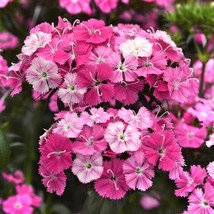 USA SELLER 25 Pelleted Dianthus Seeds Amazon Rose Magic Sweet William Cut Flower - £14.42 GBP