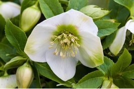 15 Seeds White Christmas Roes Helleborus Winter Blooming Perennial Flower  - £13.20 GBP