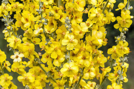 SGHOST 150 Yellow Verbascum Thapsus Common Mullein Flower Herb Seeds * USA Selle - $10.61