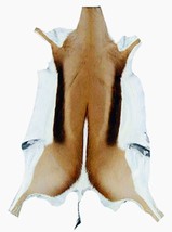 Springbok Skin - Natural Antelope Skin - antelope hide XXL (Approx Size ... - $1,812.01 MXN