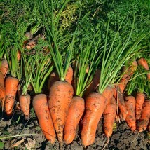 Royal Chantenay French Carrot Seeds  Heirloom Fresh Vegetable - $9.00