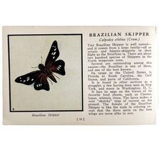 Brazilian Skipper Butterfly Print 1934 America Antique Insect Art PCBG14A - $28.01 CAD