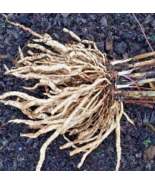 VC 15 Perennial Skirret Vegetable Seeds Zone 39 Organic Limited Fast Shi... - $24.50