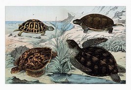 Turtles and Tortoises by Heinrich V. Schubert - Art Print - £17.20 GBP+