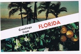Florida Postcard Greetings Palm Trees &amp; Oranges - £1.54 GBP