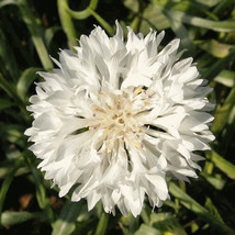 KKG White Tall Bachelor Button Seeds Vegetable Edible Flower Corn Fresh ... - $7.89