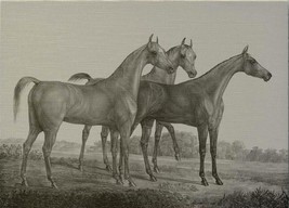 Wall Art Print Inspired by an Original From 1821 Three Horses Horse 54x39 39x54 - £481.15 GBP