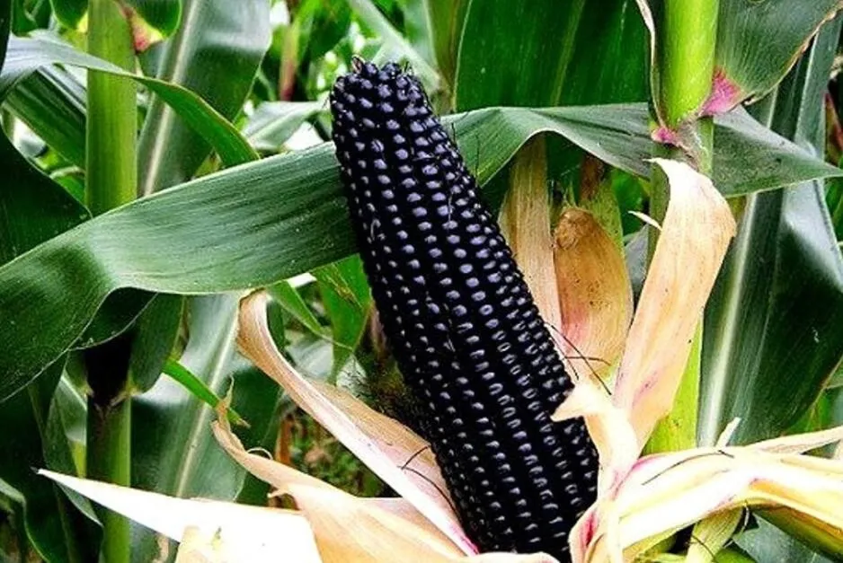 Best Aztec Black Corn Ancient Heirloom 20 Seeds Non GMO - $15.45