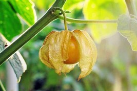 50 Ground Cherry Fruit Seeds Pineapple Cape Gooseberry Physalis Ixocarpa - £6.44 GBP