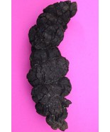 Giant Lizard Poop 5 Million Years Old Coprolite Genuine Fossil Dino Girl... - $34.99