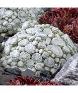 MBK 15 Seeds Hens &amp; Chicks Arctic White House Flowers Bulk Seeds - $244.56 MXN