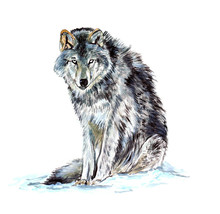 Grey Gray Timber Western Wolf Wildlife Reverse American Art Window Decal Sticker - £5.55 GBP+