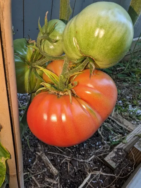 20+ German Giant Tomato Seeds Big And Juicy Non Gmo Potato Leaf Heirloom Fresh S - £5.69 GBP