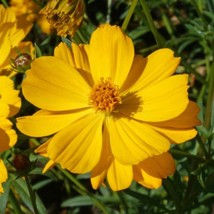 Cosmos Crest Gold Dwarf Summer-Fall Blooms Pollinators Non-Gmo 100 Seeds - $9.89