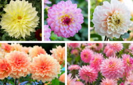 50 Pc Seeds Watercolor Mix Dahlia Flower, Dahlia Seeds for Planting | RK - £13.14 GBP