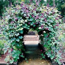 THJAR Hyacinth Bean Vine Seeds 20 Seeds Grow Purple Pod Beans Dolichos Lablab - £16.40 GBP