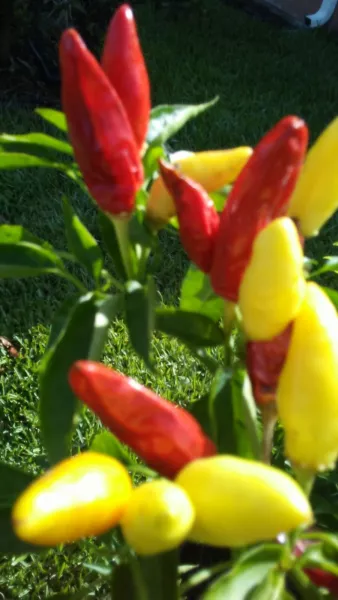 Banana Hot Pepper Seed Hungarian Wax Hot Pepper Season Fresh Seeds - £18.96 GBP