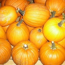 USA Seller 100 Sugar Pie Pumpkin Seeds 6-8 Pounds - £14.83 GBP