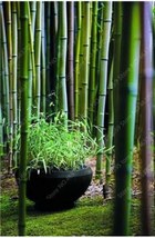 Goodidea 20 PCS Perennial Bamboo Plant Fresh Giant Mixed Moso Bambu Plant Bambus - £4.46 GBP