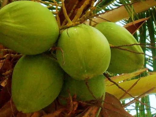 Coconut Green Hawaiian Plant Palm Tree Cocos Nucifera Ready To Pot 1 Live Seed F - £27.12 GBP