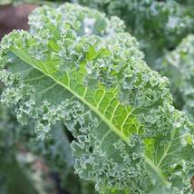 Ship From Us Organic Vates Blue Curled Kale Seeds ~ 8 Oz Seeds - Heirloom, TM11 - £89.98 GBP