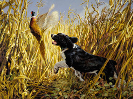 Framed canvas print giclee Spaniel and Pheasant bird hunting dog country western - £31.30 GBP+